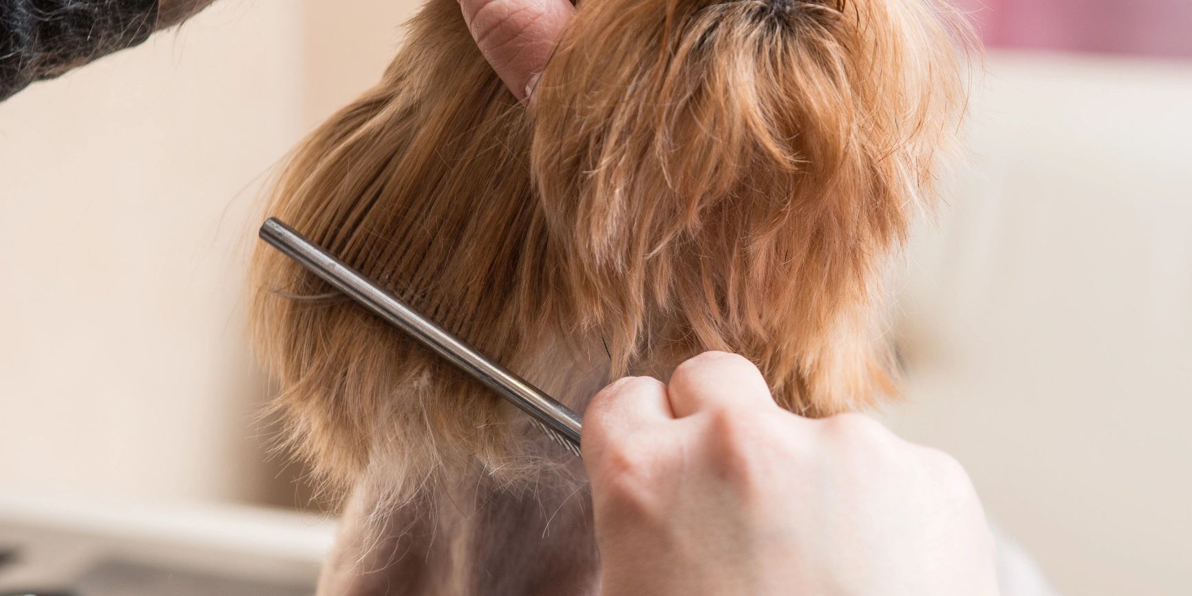 Persona cepillando a un perro pequeño